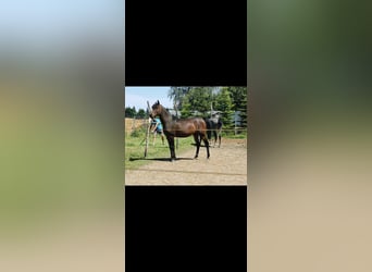 Koń czystej krwi arabskiej, Klacz, 6 lat, 153 cm, Ciemnogniada