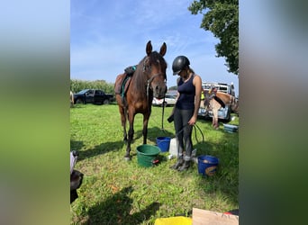 Koń czystej krwi arabskiej, Klacz, 6 lat, 153 cm, Gniada