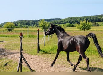 Koń czystej krwi arabskiej, Klacz, 6 lat, 153 cm, Kara