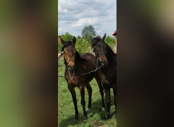 Koń czystej krwi arabskiej, Klacz, 6 lat, 154 cm, Gniada