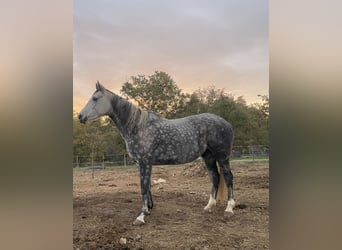 Koń czystej krwi arabskiej, Klacz, 6 lat, 155 cm