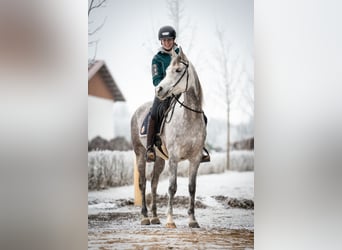 Koń czystej krwi arabskiej, Klacz, 6 lat, 155 cm, Siwa