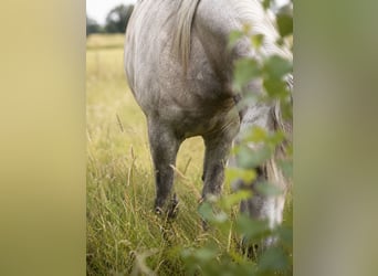 Koń czystej krwi arabskiej, Klacz, 6 lat, 155 cm, Siwa