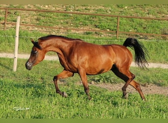 Koń czystej krwi arabskiej, Klacz, 6 lat, 157 cm, Gniada