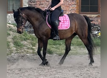Koń czystej krwi arabskiej, Klacz, 7 lat, 145 cm, Gniada