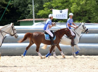 Koń czystej krwi arabskiej, Klacz, 7 lat, 148 cm, Kasztanowata