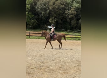 Koń czystej krwi arabskiej, Klacz, 7 lat, 148 cm, Kasztanowata