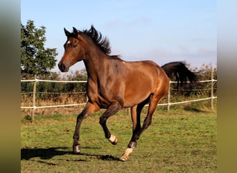 Koń czystej krwi arabskiej, Klacz, 7 lat, 150 cm, Ciemnogniada