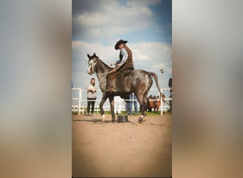 Koń czystej krwi arabskiej, Klacz, 7 lat, 150 cm, Tarantowata