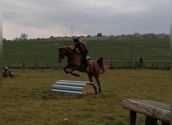 Koń czystej krwi arabskiej, Klacz, 7 lat, 152 cm, Ciemnokasztanowata