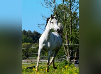 Koń czystej krwi arabskiej, Klacz, 7 lat, 152 cm, Siwa