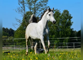Koń czystej krwi arabskiej, Klacz, 7 lat, 152 cm, Siwa