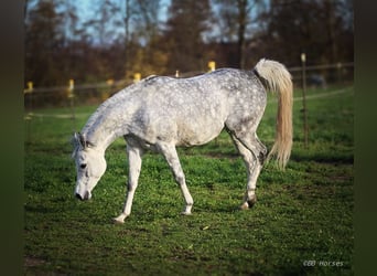 Koń czystej krwi arabskiej, Klacz, 7 lat, 152 cm, Siwa