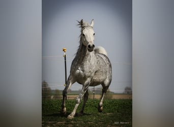 Koń czystej krwi arabskiej, Klacz, 7 lat, 152 cm, Siwa