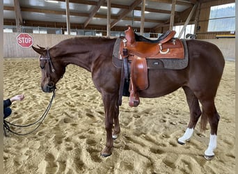 Koń czystej krwi arabskiej, Klacz, 7 lat, 153 cm, Kasztanowata