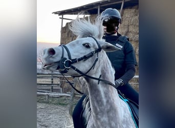Koń czystej krwi arabskiej, Klacz, 7 lat, 153 cm