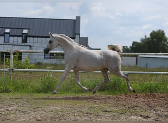 Koń czystej krwi arabskiej, Klacz, 7 lat, 153 cm, Siwa