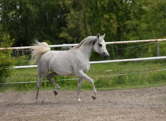 Koń czystej krwi arabskiej, Klacz, 7 lat, 153 cm, Siwa