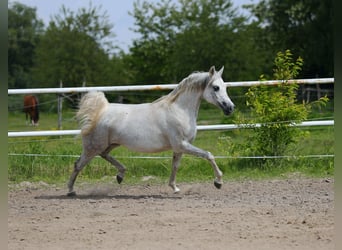 Koń czystej krwi arabskiej, Klacz, 7 lat, 153 cm, Siwa