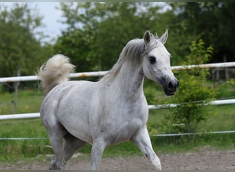 Koń czystej krwi arabskiej, Klacz, 7 lat, 153 cm, Siwa