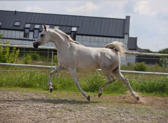 Koń czystej krwi arabskiej, Klacz, 7 lat, 153 cm, Siwa