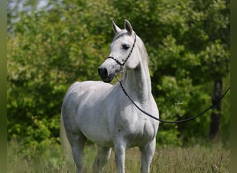 Koń czystej krwi arabskiej, Klacz, 7 lat, 153 cm, Siwa