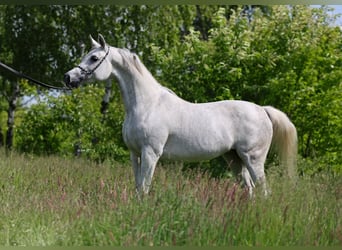 Koń czystej krwi arabskiej, Klacz, 7 lat, 153 cm, Siwa