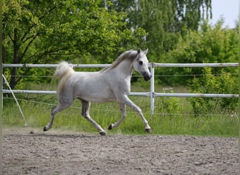 Koń czystej krwi arabskiej, Klacz, 7 lat, 153 cm, Siwa