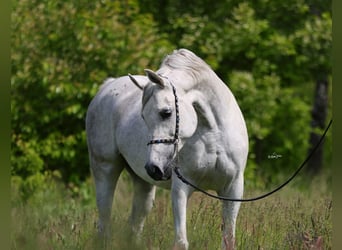 Koń czystej krwi arabskiej, Klacz, 7 lat, 153 cm, Siwa