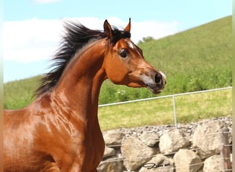 Koń czystej krwi arabskiej, Klacz, 7 lat, 154 cm, Gniada