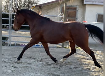 Koń czystej krwi arabskiej, Klacz, 7 lat, 155 cm, Gniada