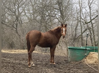 Koń czystej krwi arabskiej, Klacz, 7 lat, 155 cm, Kasztanowata