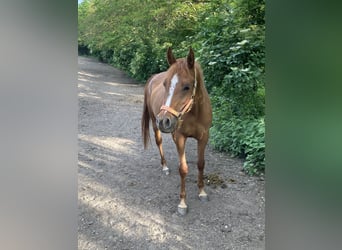 Koń czystej krwi arabskiej, Klacz, 7 lat, 155 cm, Kasztanowata