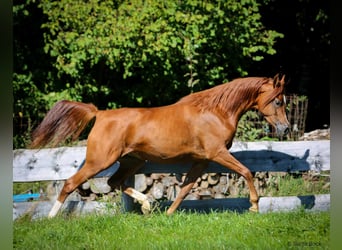 Koń czystej krwi arabskiej, Klacz, 7 lat, 155 cm, Kasztanowata