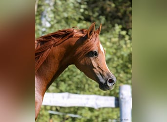 Koń czystej krwi arabskiej, Klacz, 7 lat, 155 cm, Kasztanowata