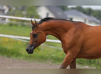 Koń czystej krwi arabskiej, Klacz, 7 lat, 157 cm, Gniada