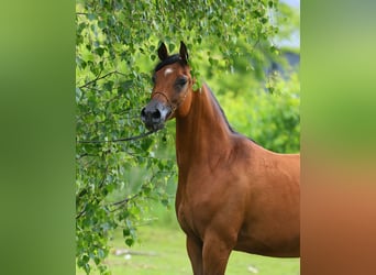 Koń czystej krwi arabskiej, Klacz, 7 lat, 157 cm, Gniada