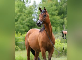 Koń czystej krwi arabskiej, Klacz, 7 lat, 157 cm, Gniada