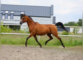 Koń czystej krwi arabskiej, Klacz, 7 lat, 157 cm, Gniada