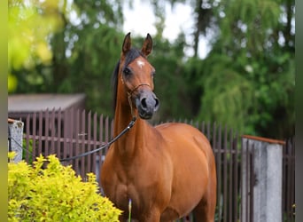 Koń czystej krwi arabskiej, Klacz, 7 lat, 157 cm, Gniada