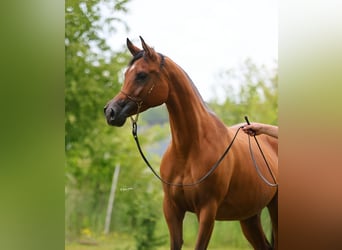 Koń czystej krwi arabskiej, Klacz, 7 lat, 157 cm, Gniada