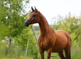 Koń czystej krwi arabskiej, Klacz, 7 lat, 157 cm, Gniada
