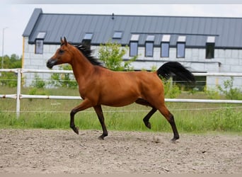 Koń czystej krwi arabskiej, Klacz, 7 lat, 157 cm, Gniada