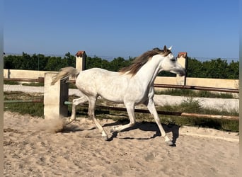 Koń czystej krwi arabskiej, Klacz, 7 lat, 157 cm, Siwa