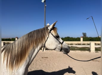 Koń czystej krwi arabskiej, Klacz, 7 lat, 157 cm, Siwa