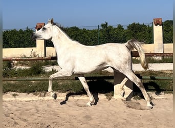 Koń czystej krwi arabskiej, Klacz, 7 lat, 157 cm, Siwa