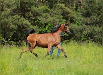 Koń czystej krwi arabskiej, Klacz, 7 lat, Gniada