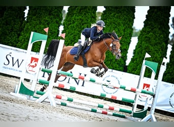 Koń czystej krwi arabskiej, Klacz, 8 lat, 150 cm, Gniada