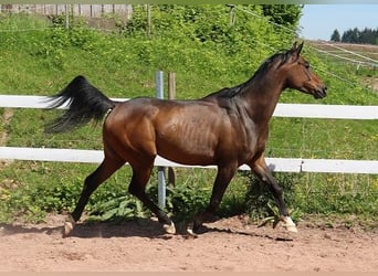Koń czystej krwi arabskiej, Klacz, 8 lat, 151 cm, Ciemnogniada