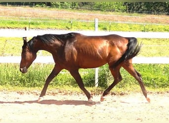 Koń czystej krwi arabskiej, Klacz, 8 lat, 151 cm, Ciemnogniada